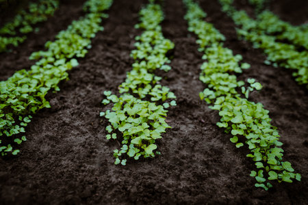 Plant seedlings. Young sprouts in the ground in the garden. Farming and agriculture.の写真素材