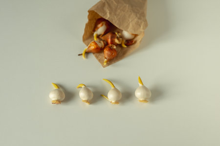 Tulip bulbs are in a craft bag. The concept of planting plants in horticulture and agriculture.の写真素材