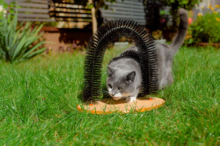 Gray cat in the garden on the grass near the cat brushの写真素材