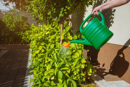 Watering the bushes in the garden with a watering canの写真素材