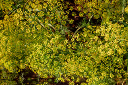 Fragrant dill grows in the garden in the setting sun, dill umbrellas. Farming and agriculture.