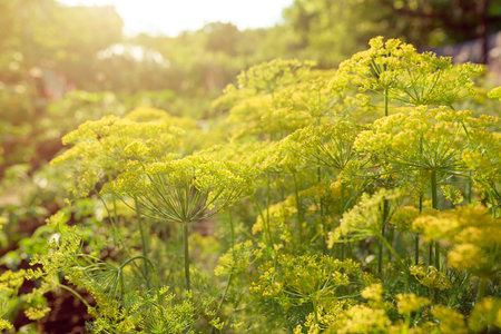 Fragrant dill grows in the garden in the setting sun, dill umbrellas. Farming and agriculture.の写真素材