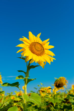 Sunflower against the blue sky in sunny weather.の写真素材