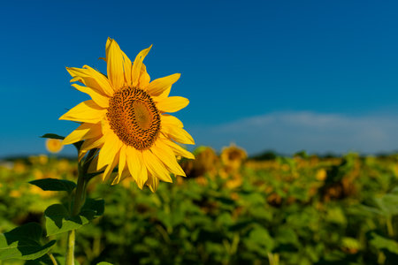 Sunflower against the blue sky in sunny weather.の写真素材
