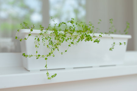 Fragrant young shoots of thyme in a flower pot stands on the window. The concept of planting plants in gardening.の写真素材