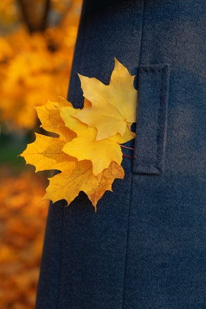 Beautiful yellow maple leaves in a coat pocket. Autumn rest in the park.の写真素材