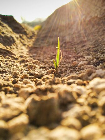 Growing grass on the ground concept living creatures trying to survive on the drought.の写真素材