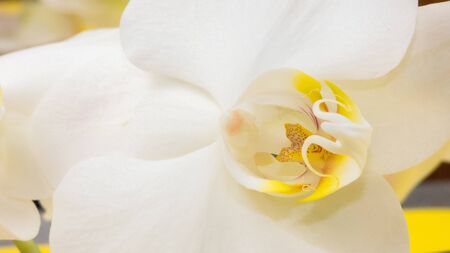 white orchid wiht blossoms and buds over light.の写真素材