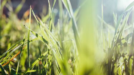 Spring green grass on meadow in yellow sunlight close up. Nature blurred background, bokeh.