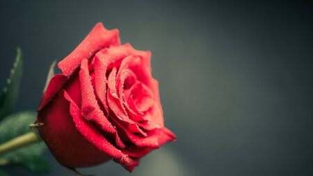 beautiful close up red rose petals with dew in marco.の写真素材