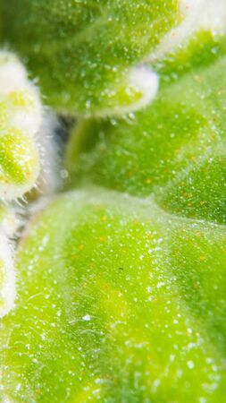 green petals background close up. macro.の写真素材