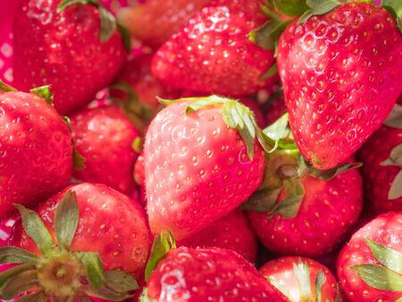 many red ripe strawberries with green stalks - background.の写真素材
