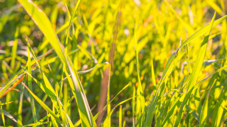 Spring green grass on meadow in yellow sunlight close up. Nature blurred background, bokehの写真素材