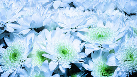 Congratulatory floral background. A large bouquet of white chrysanthemums. Country style with nature flower patternの写真素材