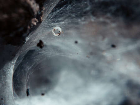 cobweb, corridor cobweb. close-up shotの写真素材