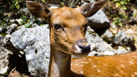 Portrait of deer in the nature close detailsの写真素材