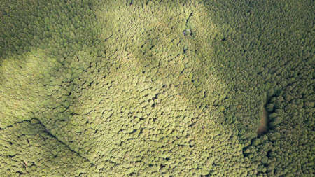 Aerial top view forest tree, Rainforest ecosystem and healthy environment concept and background,...