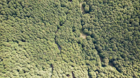 Aerial top view forest tree, Rainforest ecosystem and healthy environment concept and background,...