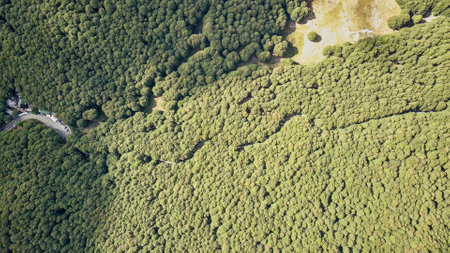 Aerial top view forest tree, Rainforest ecosystem and healthy environment concept and background,...