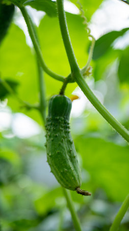 growing cucumbers on the branches. the concept of organic food grown at home. copy soace.の写真素材