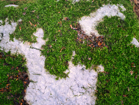 stone covered with moss in the forest. Close-up, selective focusの写真素材