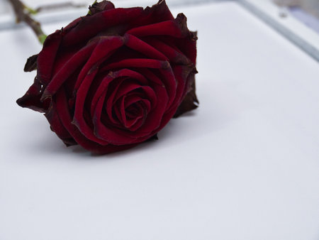 red rose background. red rose on a white backgroundの写真素材