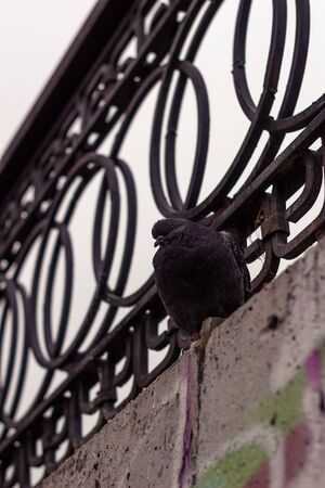 Pigeonの写真素材