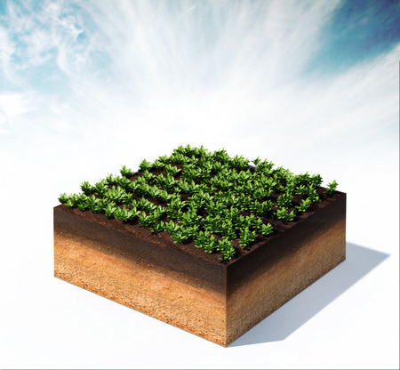 3d rendered illustration of rows of vegetables on a cross section of ground isolated on whiteの写真素材