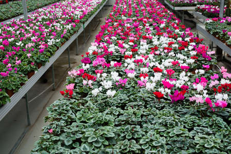 Flower plantation in greenhouse cultivation and sale of indoor flowers with cyclamenの写真素材