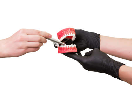 Male hand pointing at dental jaw model dentists hand hold, isolated on white , close-up.の写真素材