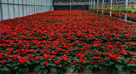 Flower plantation in greenhouse cultivation and sale of indoor flowers with red poinsettiaの写真素材