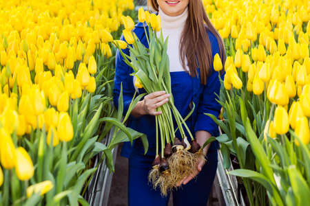 Female gardener holding tulips with bulbs, close-up.Growing Tulip Hydroponically, in greenhouse with lots of yellow tulips.の写真素材