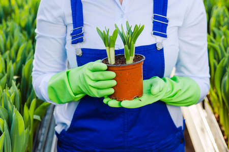 Gardener hands wearing gloves, holding a pot plant. Growing flowersの写真素材