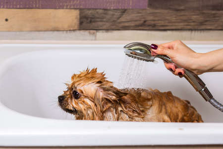 Wet and cute dog taking a shower. Dog Bathing, after grooming