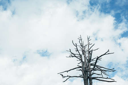 Dry tree against the cloudy sky, dead treeの写真素材