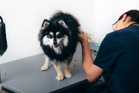 Black Pomeranian spitz in the grooming salon, groomer grooming dog. Haircut dogs, care for a dogs furの写真素材