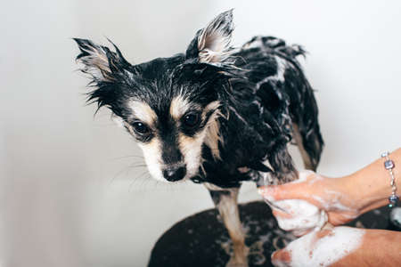 Bathing a dog in the bathroom, womens hands soaping a wet dog, pomeranian spitz. Take care of petsの写真素材