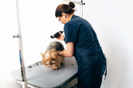 Yorkshire Terrier in the grooming salon, groomer grooming dog. Haircut dogs, care for a dogs furの写真素材