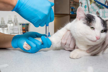veterinarian introduces medicine into Intravenous catheter in the paw of the cat. preparation of a...
