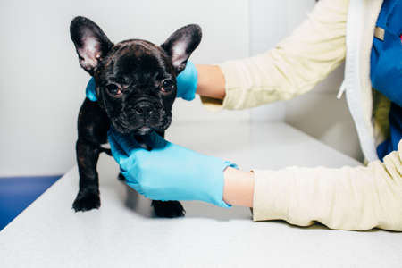 Veterinarian doctor examines a dog French Bulldog while in a veterinary clinicの写真素材