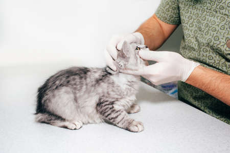 doctor examines the cat's eyes in a veterinary clinicの写真素材