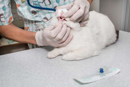 doctor examines the cat's teeth, opening his mouth in a veterinary clinic