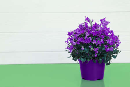 violet flower in a pot , house plants standing on a turquoise table on the background white wooden wall with copy space for text. Spring time, blossom and Flower giftの写真素材