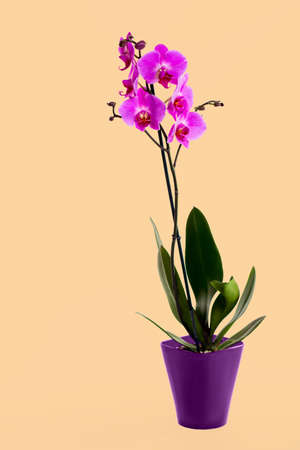 violet flower, orchid in a pot . Spring time, blossom and Flower giftの写真素材