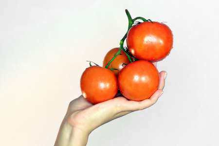 Young womans hand with a branch of tomatoesの写真素材