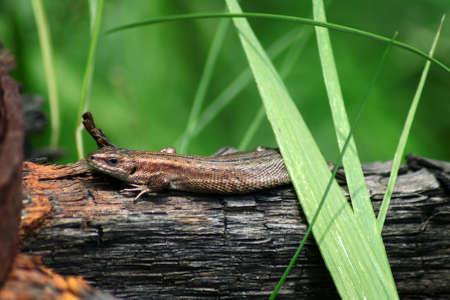 close up lizard relaxing on the wood in the grassの写真素材