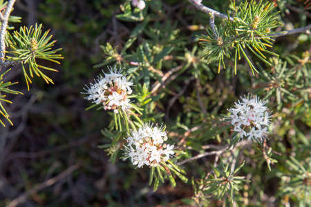 wild rosemary flowers on the bog in the springの写真素材
