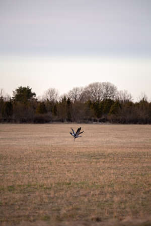 couple of crane birds is flying above the field in the spring