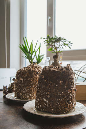green plants and shiitake mushrooms growing in front of the window table at the kitchen