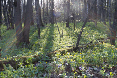 sun rays in a spring forest